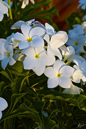 Plumeria 3