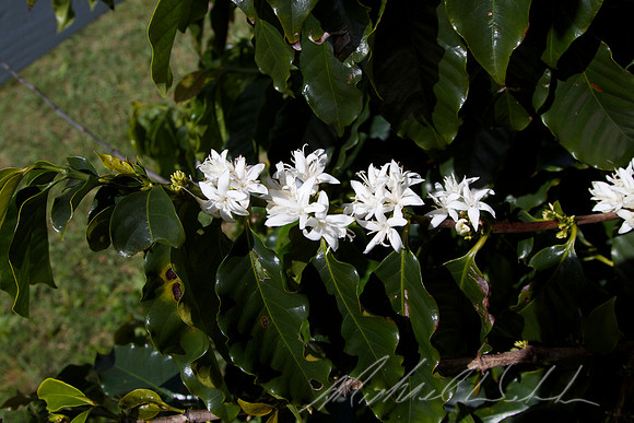Coffee Flowers