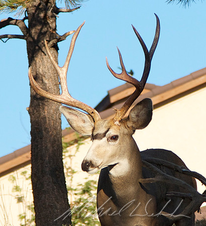 Afternoon Buck