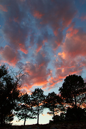 Sunset over Trees