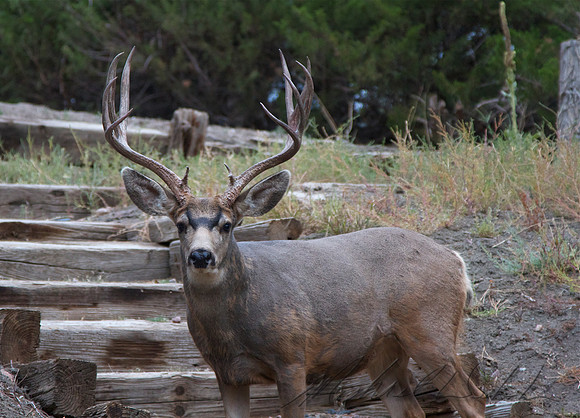 Curious Buck