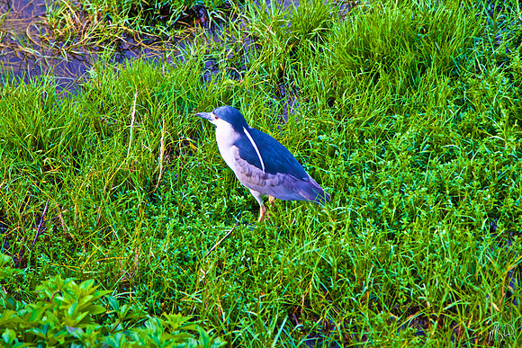 Black Crowned Night Heron