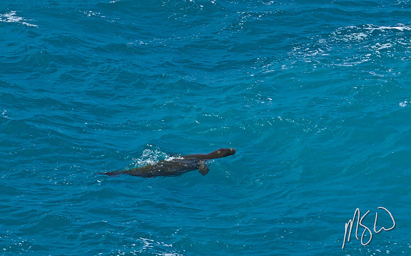 Monk Seal