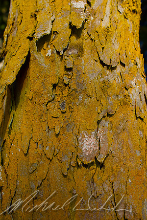Bark textures