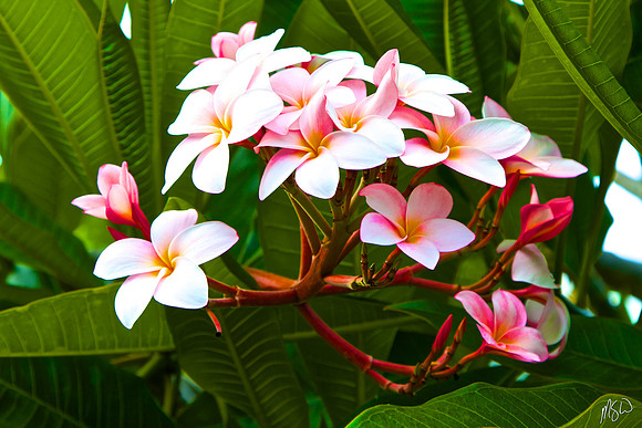 Plumeria