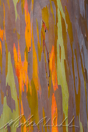 Rainbow eucalyptus
