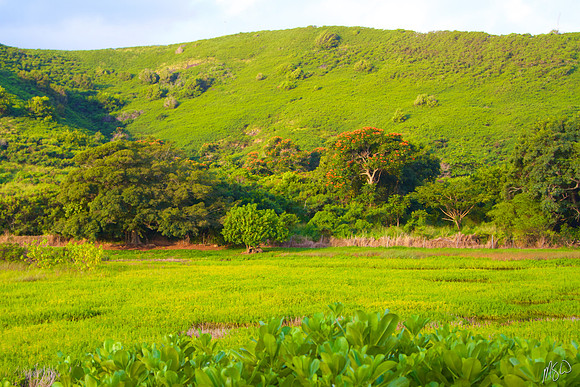 Hamakua Marsh 3