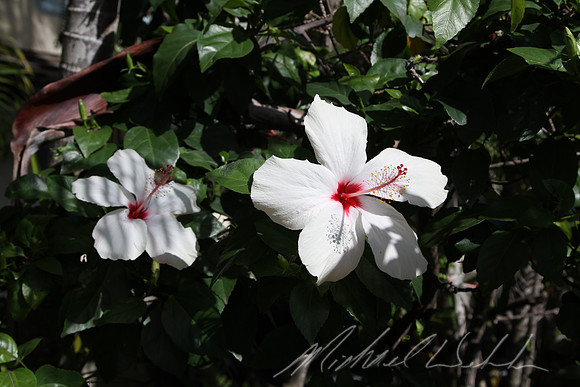 White Hibiscus