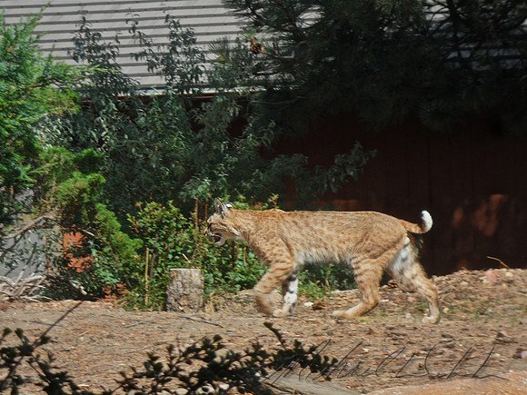 Bobcat