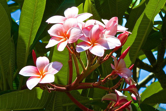 Plumeria 2