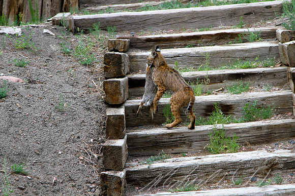 Momma BobCat