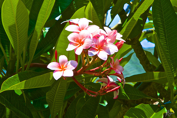 Plumeria 4