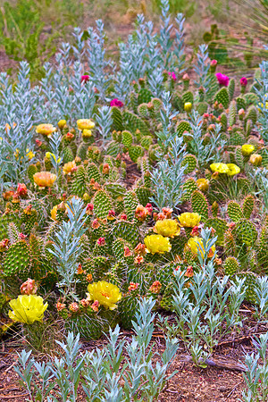 Prickly Pear Cactus Patch