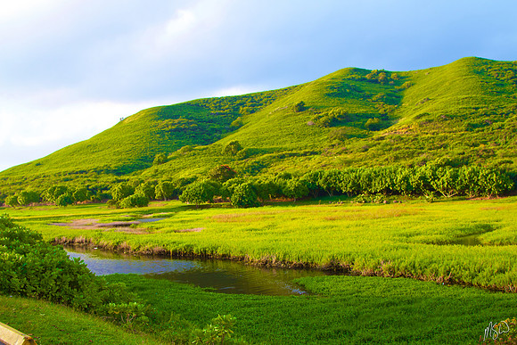 Hamakua Marsh 4