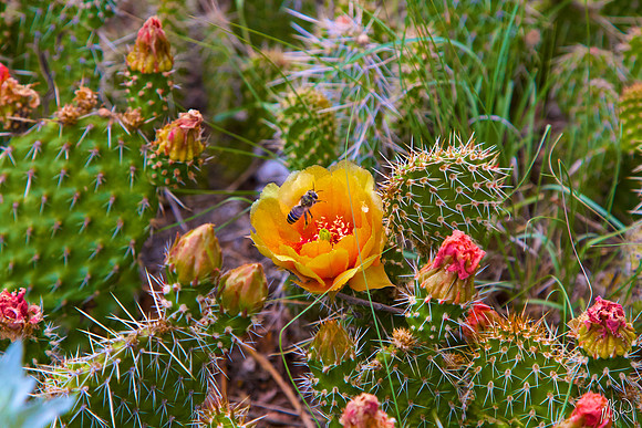 Prickly Pear Cactus in Bloom