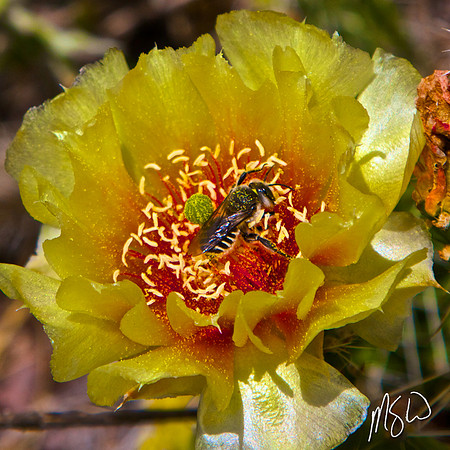 Prickly Pear Cactus with Bee 2