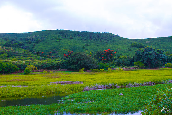 Hamakua Marsh 1
