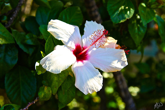 White Hibiscus