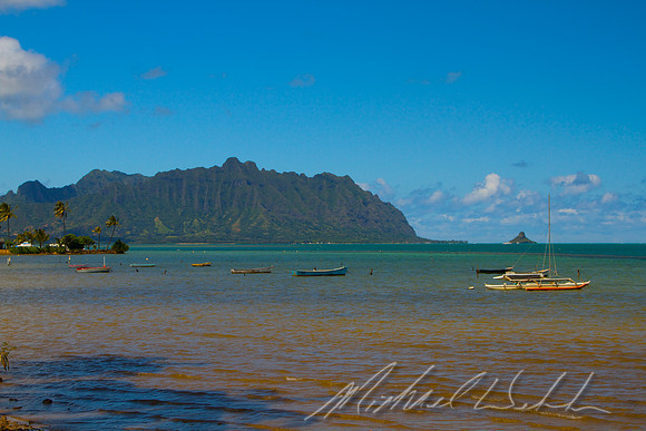 Kaneohe Corals