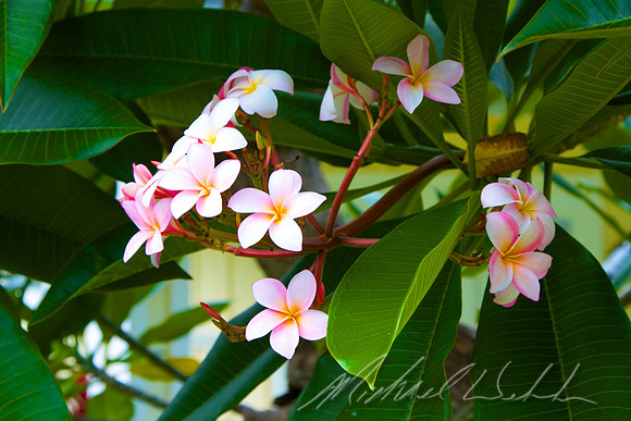 Plumeria 2