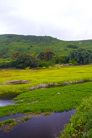Hamakua Marsh