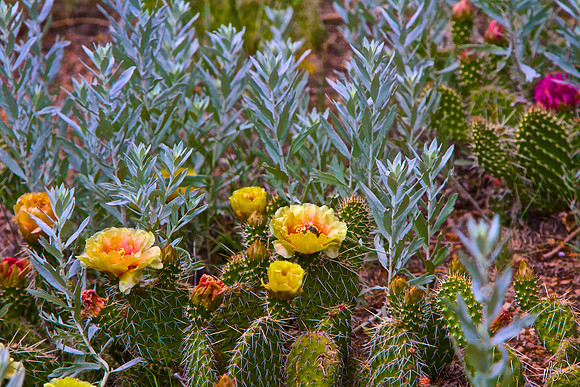 Cactus in Spring Bloom