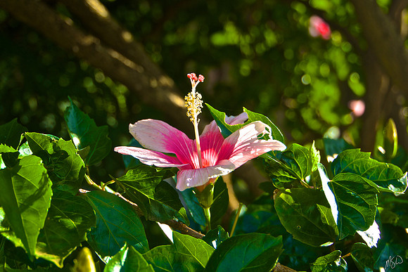 Morning Pink Hibiscus