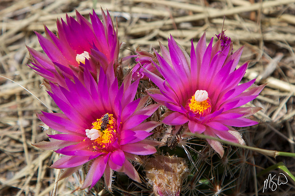 Ball Cactus in Bloom