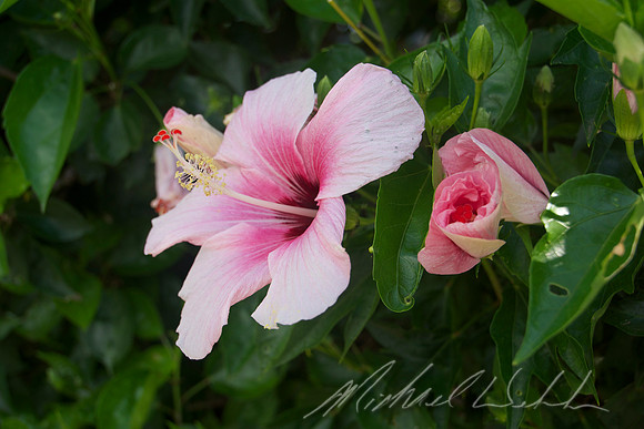 Pink Hibiscus