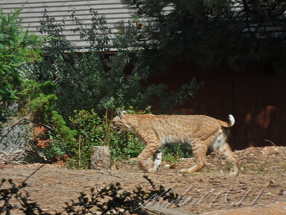 Male Bobcat