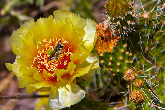 Prickly Pear Cactus with Bee