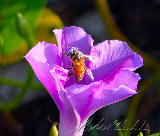 Bee