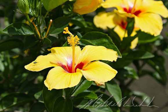 Yellow Hibiscus